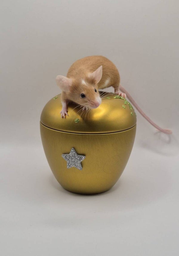 rez.Red Hereford (Mismaked)