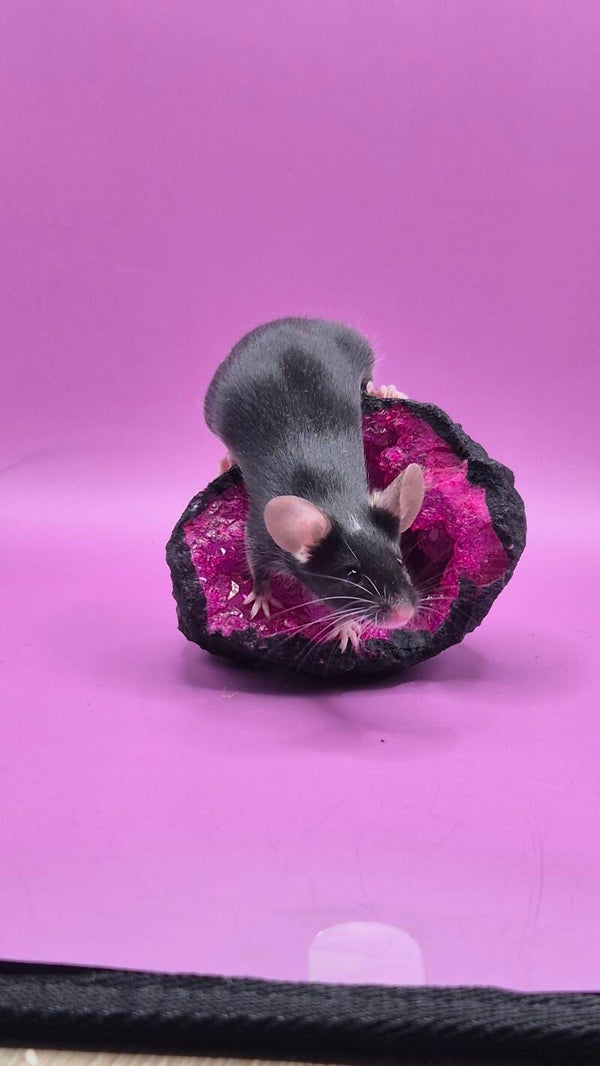 Black Piebald ( minimal) / Standart