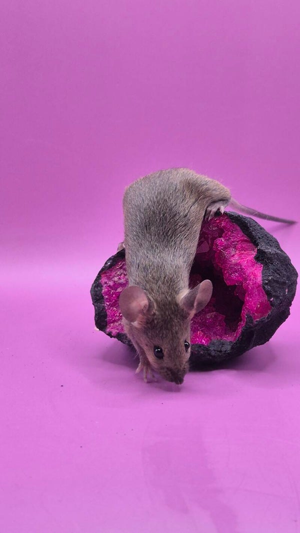 Agouti / Showmaus
