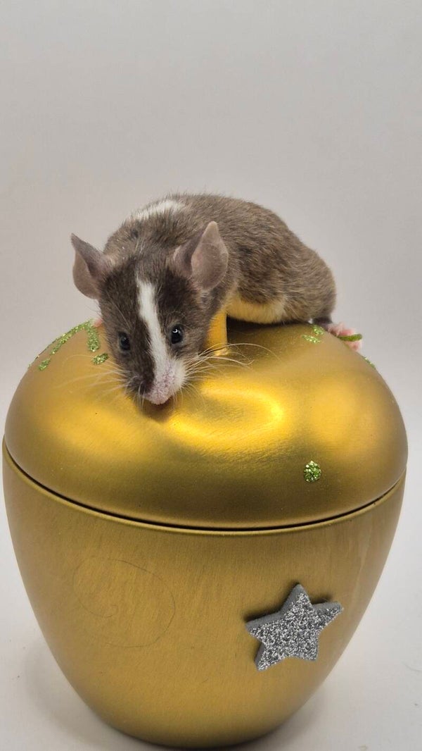 Agouti Piebald ( Texel)