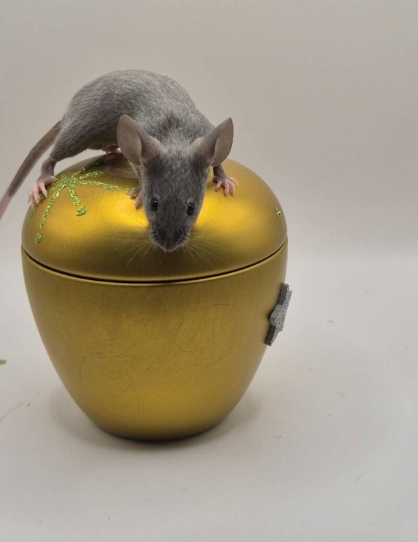 Blue Hereford (mismaked ohne Maske)