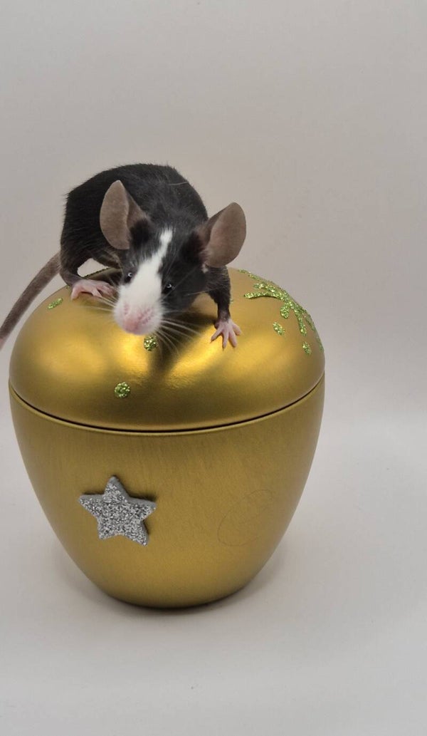 Black Hereford (mismaked)