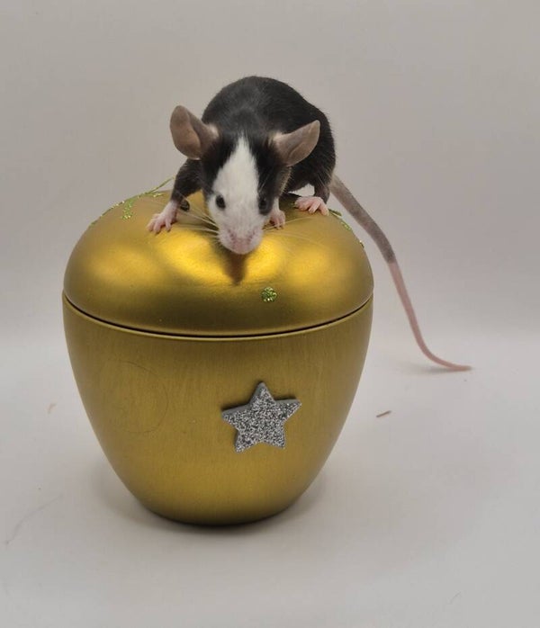 Black Hereford (mismaked)