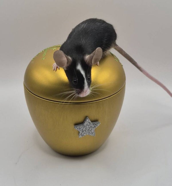 Black Hereford (mismaked)