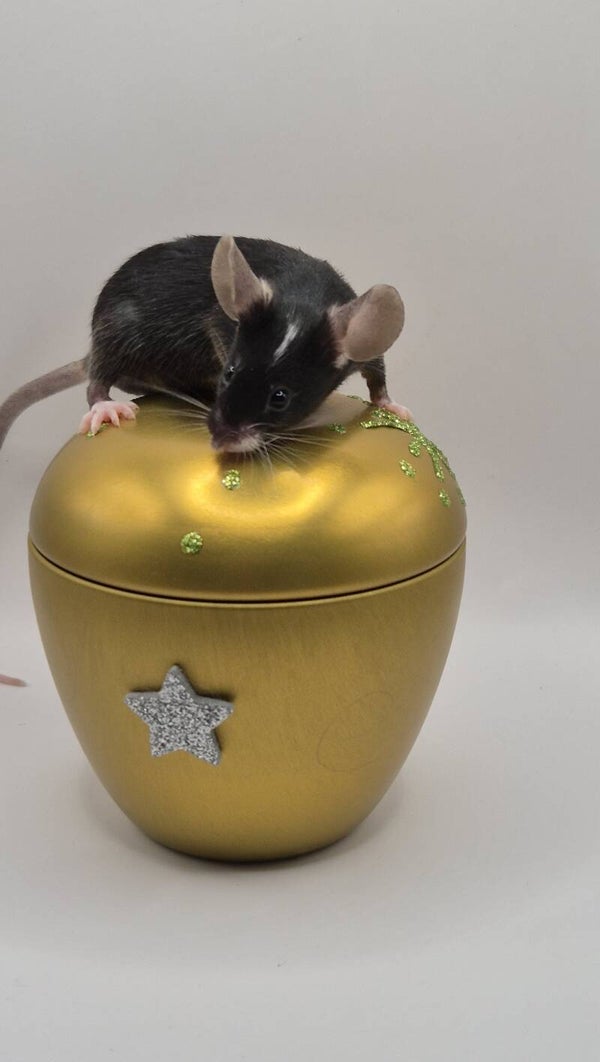 Black Hereford (mismaked)