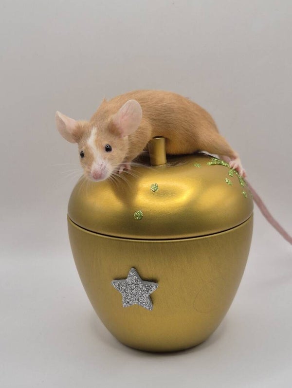 rez.Red Hereford (Mismaked)