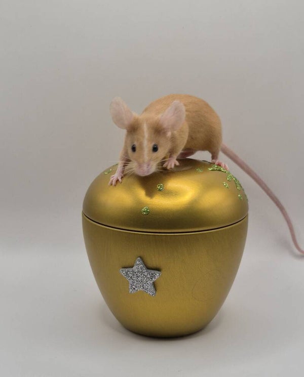 rez.Red Hereford (Mismaked)