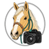 Palomino and Pearls Media