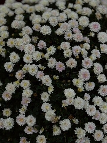 Nuances of nature