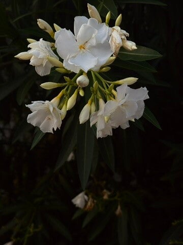 Nuances of nature
