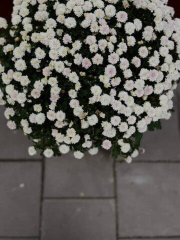 Nuances of nature
