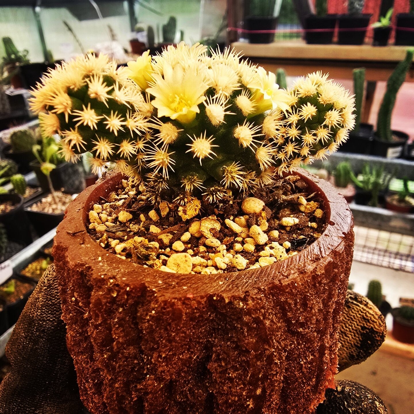 Mammillaria (Arizona SnowCap)