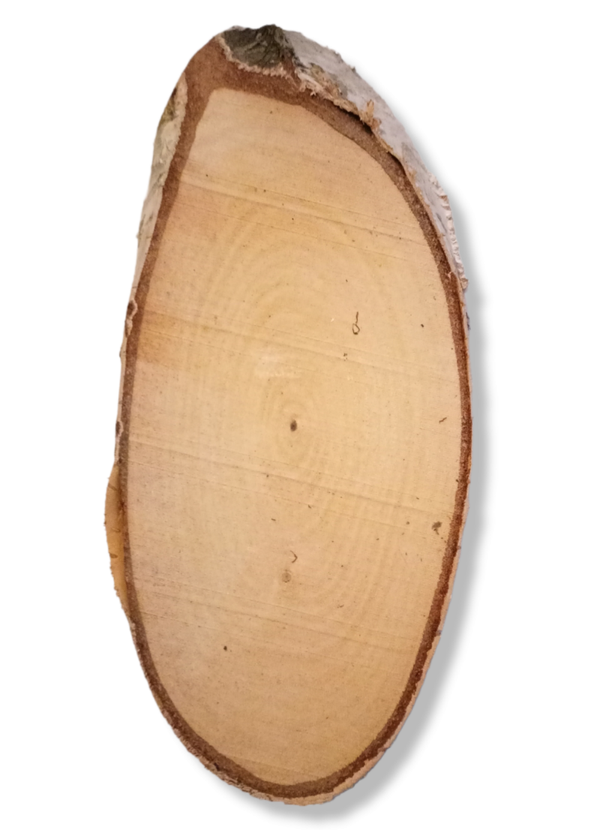 Birch slice - Berken schijf - Decoratie - Berkenhout - Herfst -