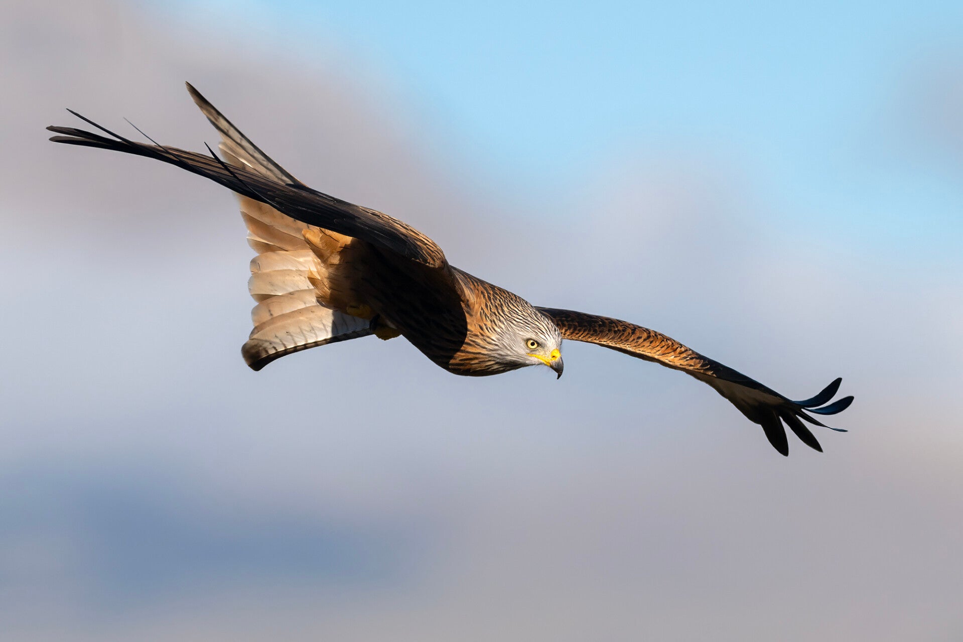 SORTIES ornitho , milan royal, decouverte nature aure louron campan payolle maxime briola regard du vivant