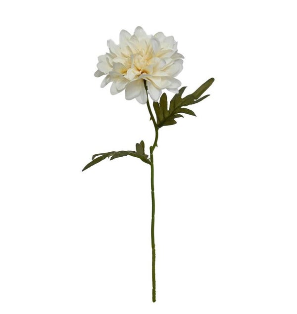Cottage Dahlia - White