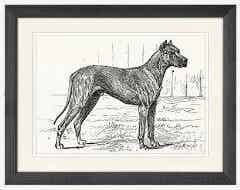 Framed print, Dog