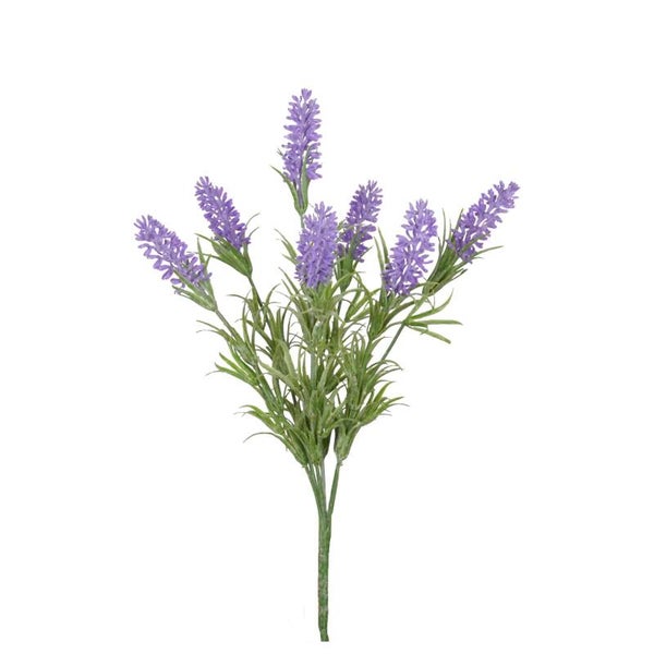Wild Lavender Bush