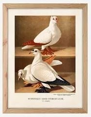 Framed print, Pigeon (B)