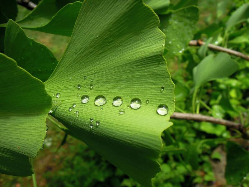 Le ginkgo biloba est une plante phare, plébiscitée à travers le monde pour ses effets sur les fonctions cognitives et la santé circulatoire. Utilisé en phytothérapie depuis des décennies, il est réputé pour améliorer la mémoire, soutenir la concentration,