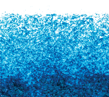 Arthrospira platensis, également connue sous le nom de spiruline, est une algue bleu-vert comme l'AFA (Aphanizomenon flos aquae). 