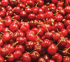 La cerise griotte est riche en flavonoïdes et en acides phénoliques qui sont des antioxydants, contribuant à lutter contre le stress oxydatif.