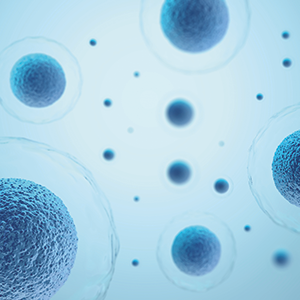 La phycocyanine a démontré sa capacité à accroître la production des cellules souches de la moelle osseuse qui sont responsables de la fabrication des futurs lymphocytes, y compris les lymphocytes B, T et les cellules natural killer (NK).
