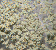 L’Aspergillus oryzae est un micro-organisme utilisé depuis l’Antiquité dans la fermentation de divers produits, dont le saké et le miso. Lorsque ce micro-organisme est cultivé sur des sources nutritionnelles bien précises, il produit des enzymes fibrinoly