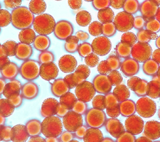 Haematococcus pluvialis (astaxanthine): l’astaxanthine est un caroténoïde qui n’est pas un précurseur de la vitamine A. Elle constitue un des pigments rouges des crustacés, saumon, et truite. Elle est également naturellement produite par la microalgue Hae