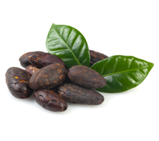 La fève de cacao est la semence qui se retrouve dans le fruit du cacaoyer. La fermentation et la torréfaction du cacao sont nécessaires afin de fabriquer le chocolat.