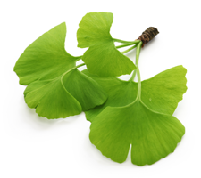 Ginkgo biloba: Originaire de la Chine où des arbres fossilisés datant de plus de 270 millions d’années ont été trouvés, les feuilles constituent la partie la plus utilisée. Elles sont riches en flavone glycosides, terpènes lactones et bilobalides qui cons