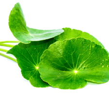 Le Centella asiatica, surnommé Gotu Kola en Amérique, est consommée dans toute l’Asie du Sud-Est en Inde, Chine, Malaise et Sri Lanka notamment.