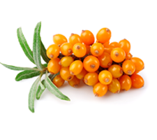 L’argousier est un arbrisseau épineux, originaire des zones tempérées d’Europe et d’Asie (Olas et al., 2016). Les baies qui entrent dans la composition du PlasmaFlo proviennent des hauts plateaux du Tibet et sont certifiées « Biologique ».