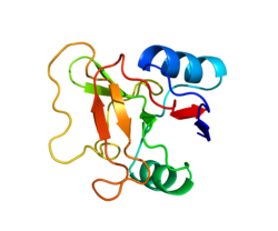 L’AFA contient également un inhibiteur da la L-selectine, protéine d’adhésion participant à maintenir les cellules souches dans la moelle osseuse. 