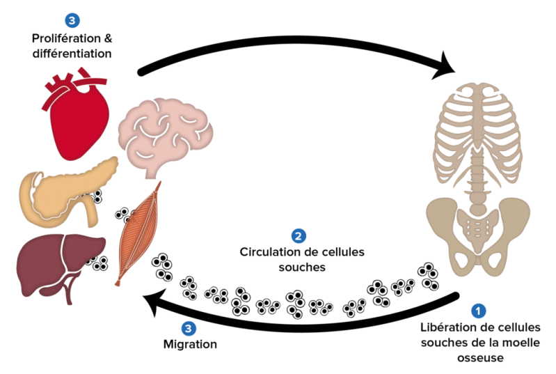El sistema de reparación natural del cuerpo humano se compone de células específicas, células madre adultas, principalmente de la médula ósea. Estas actúan sobre otros tejidos al ser movilizadas por compuestos específicos (Leone et al., 2006) y migrar a t