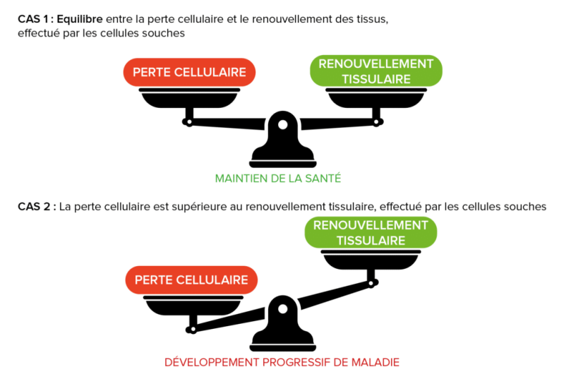 Esta nueva función de las células madre genera una nueva definición del mantenimiento de la salud. De hecho, esto sería, en parte, un equilibrio entre dos fenómenos que ocurren continuamente en nuestro cuerpo: la pérdida diaria de células de un tejido, en