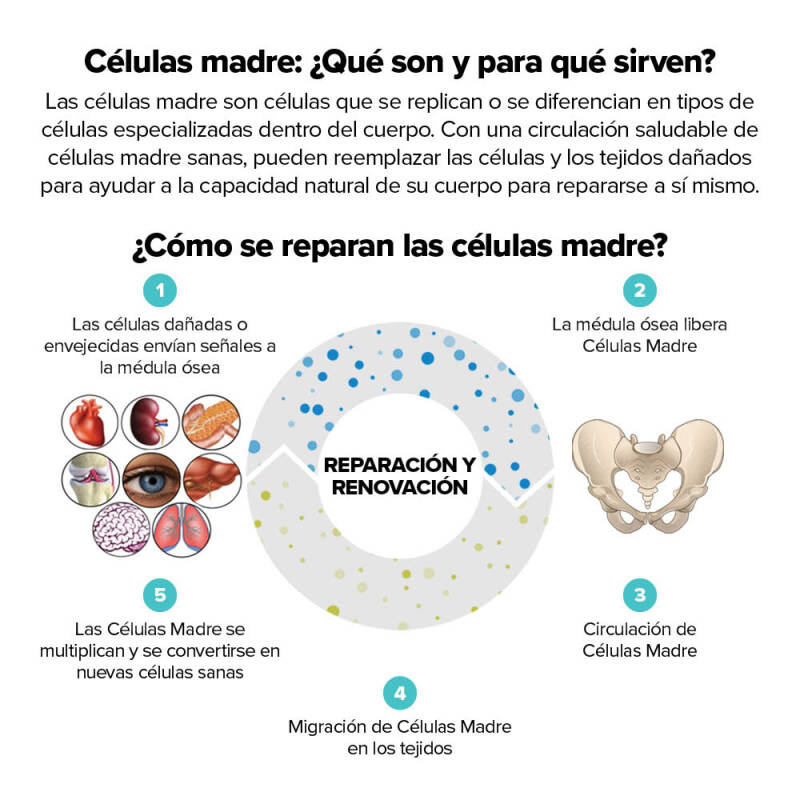 StemEnhance ULTRA es el resultado de 18 años de investigación y constituye el producto de apoyo a las células madre más eficaz y científicamente probado del mercado actual.
