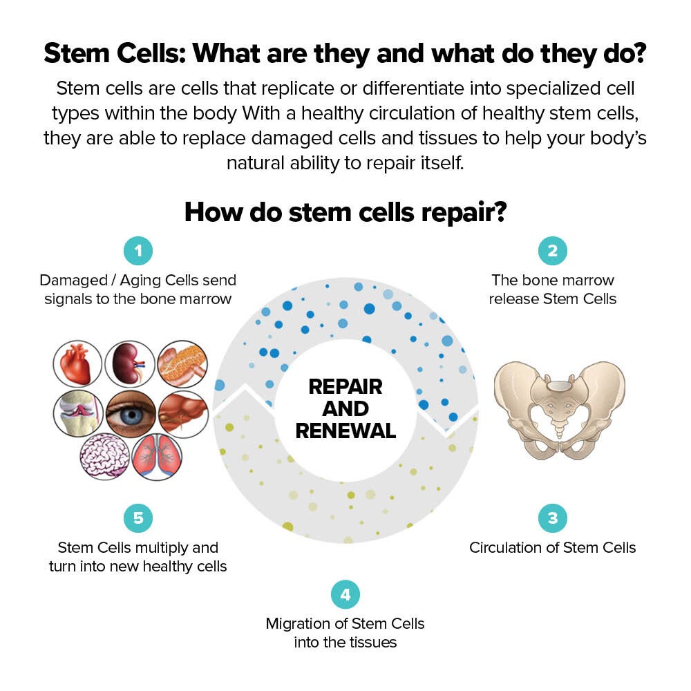 StemEnhance ULTRA was documented to optimize stem cell function in the body by increasing the number of both stem cells and Endothelial Progenitor Cells (EPCs) in the blood circulation, supporting optimum renewal.