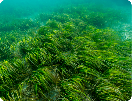 Aphanizomenon flos aquae (AFA) es un alga verde-azulada que pertenece a la familia de las cianobacterias. 