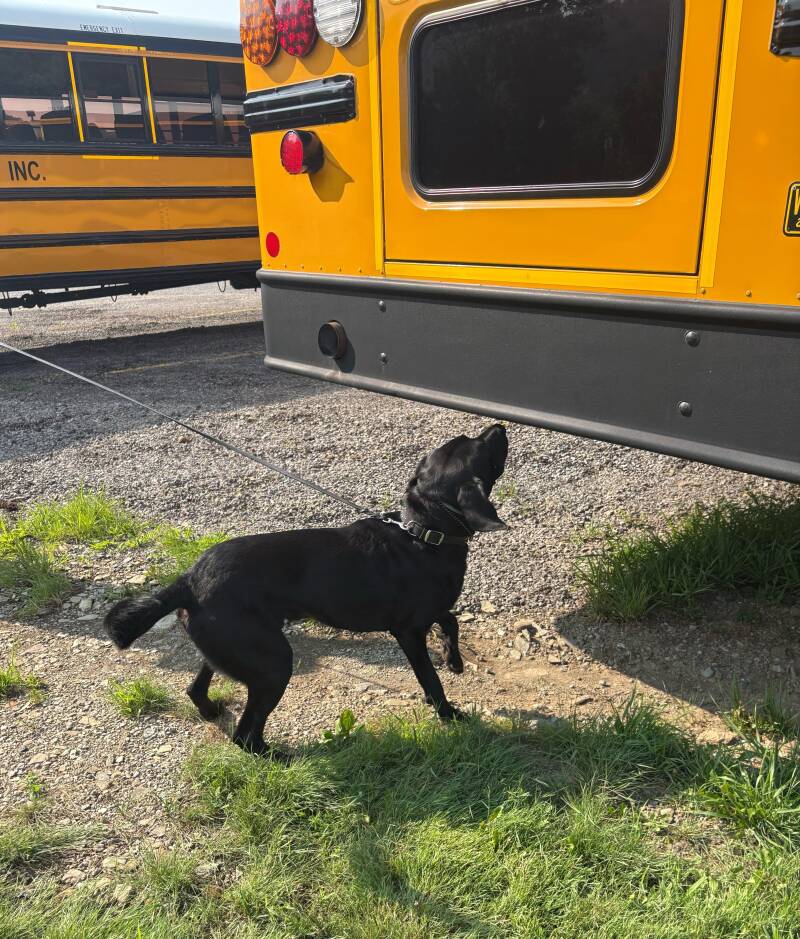 odin-buses-standard.jpg