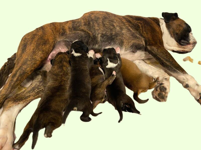 Casa Athletics A-Wurf