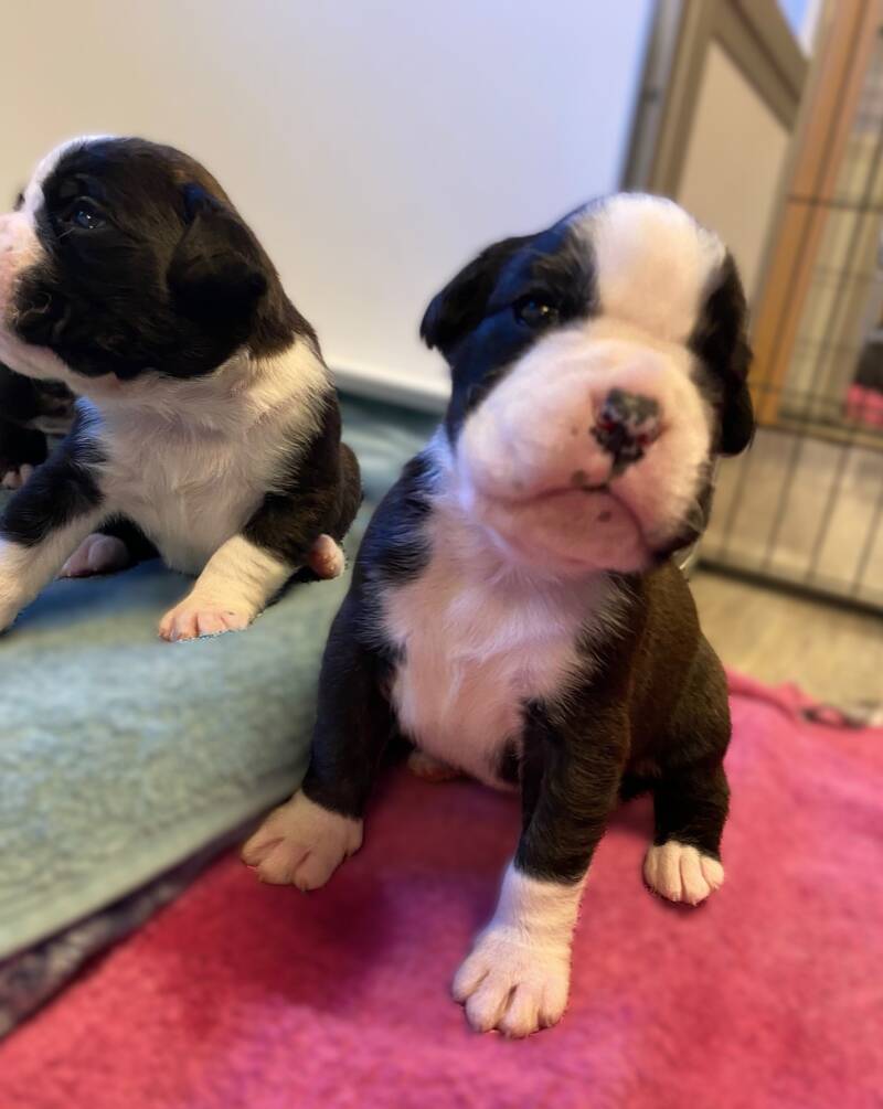 Casa Athletics Alyssa