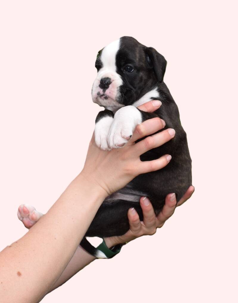 Casa Athletics Alyssa