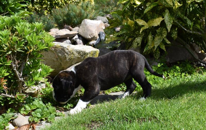 Casa Athletics Alyssa