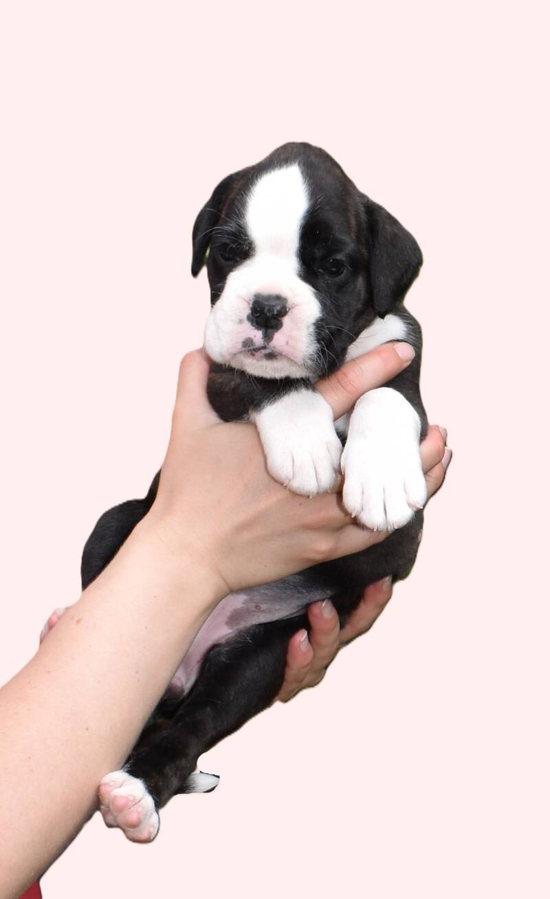 Casa Athletics Alyssa