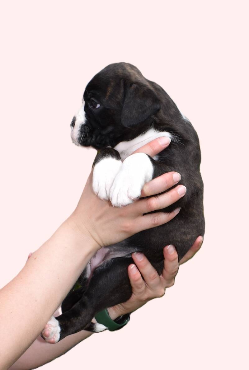 Casa Athletics Alyssa