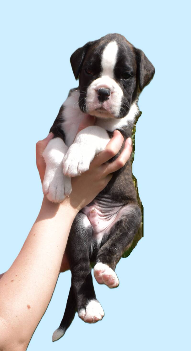 Casa Athletics Alessio