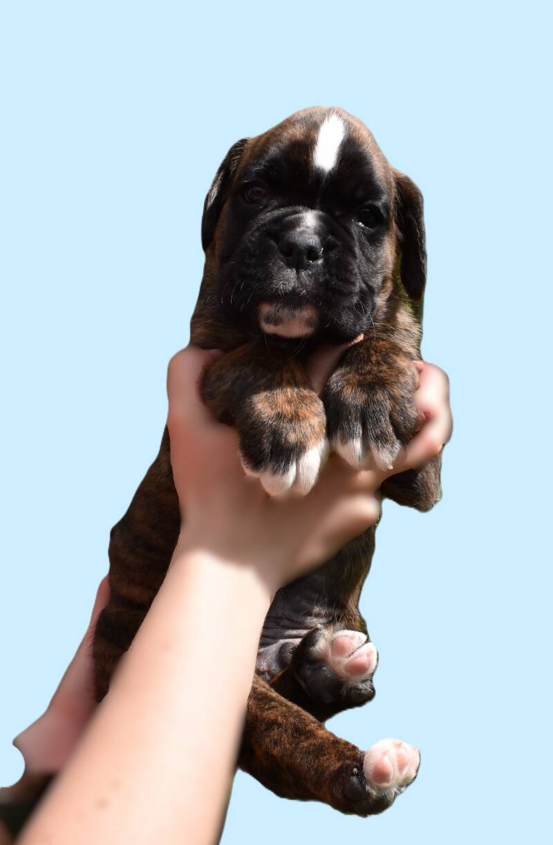 Casa Athletics Apollo