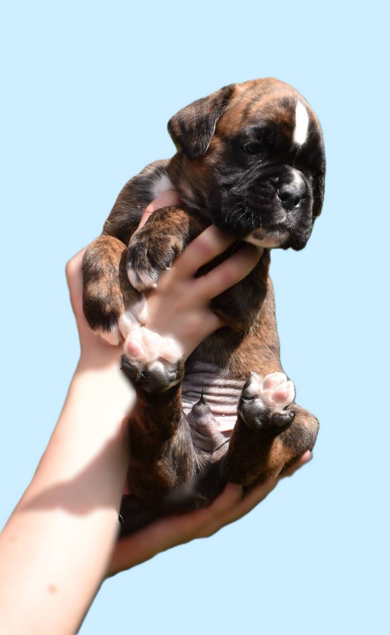 Casa Athletics Apollo