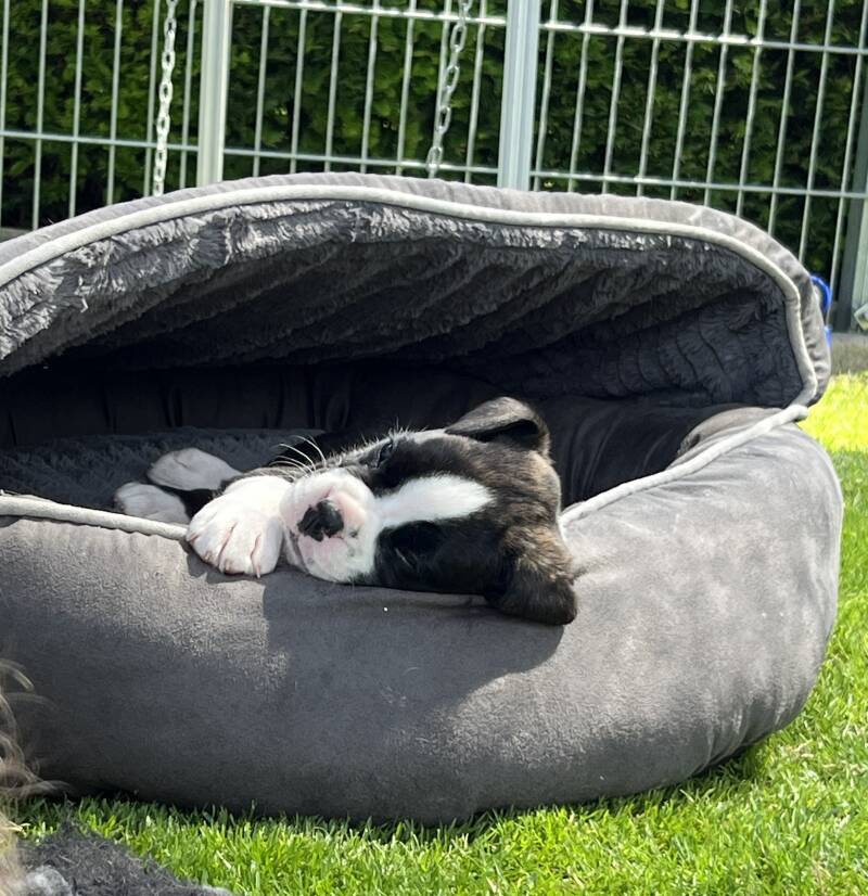 Casa Athletics Alyssa