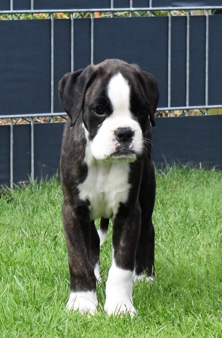 Casa Athletics Alyssa